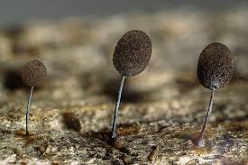 Attēlu rezultāti vaicājumam “Comatricha pulchella macro”