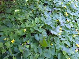 Attēlu rezultāti vaicājumam “Thladiantha dubia”