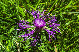 Attēlu rezultāti vaicājumam “Centaurea scabiosa leaf”