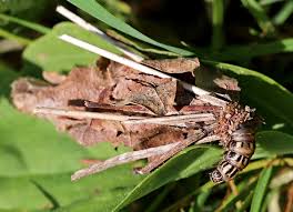 Attēlu rezultāti vaicājumam “Canephora hirsuta”