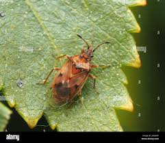 Attēlu rezultāti vaicājumam “Kleidocerys resedae”