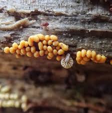 Attēlu rezultāti vaicājumam “Hemitrichia lutescens macro”