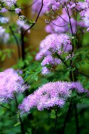 Attēlu rezultāti vaicājumam “Thalictrum aquilegifolium flower”