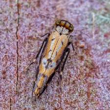 Attēlu rezultāti vaicājumam “Dienerella elongata”