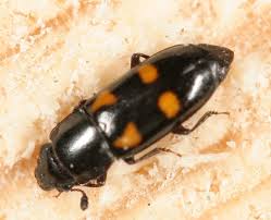 Attēlu rezultāti vaicājumam “Glischrochilus grandis”