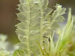 Attēlu rezultāti vaicājumam “Lophocolea coadunata”