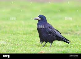 Attēlu rezultāti vaicājumam “Corvus frugilegus adult”