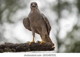 Attēlu rezultāti vaicājumam “Accipiter gentilis”