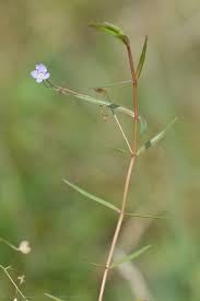 Attēlu rezultāti vaicājumam “Veronica scutellata bud”