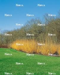 Attēlu rezultāti vaicājumam “Salix alba var. vitellina”