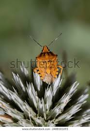 Attēlu rezultāti vaicājumam “Carpocoris purpureipennis”