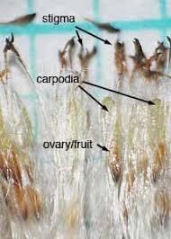 Attēlu rezultāti vaicājumam “Typha latifolia fruit”