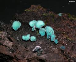 Attēlu rezultāti vaicājumam “Chlorociboria aeruginascens”