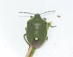 Attēlu rezultāti vaicājumam “Chlorochroa juniperina imago”