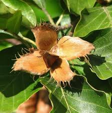 Attēlu rezultāti vaicājumam “Fagus sylvatica fruit”