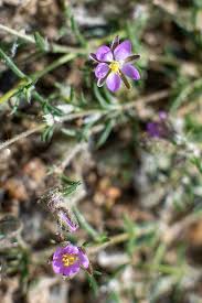 Attēlu rezultāti vaicājumam “Spergularia rubra”