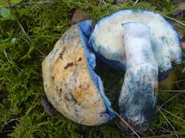 Attēlu rezultāti vaicājumam “Gyroporus cyanescens”