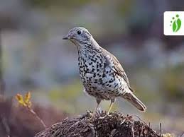 Attēlu rezultāti vaicājumam “Turdus viscivorus”