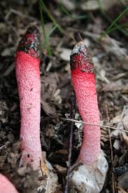 Attēlu rezultāti vaicājumam “Mutinus ravenelii”