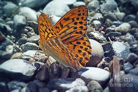 Attēlu rezultāti vaicājumam “Argynnis paphia”