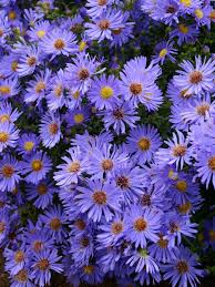 Image result for Aster