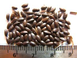 Attēlu rezultāti vaicājumam “Scheuchzeria palustris”