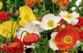 Image result for Papaver nudicaule