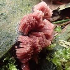 Attēlu rezultāti vaicājumam “Stemonitopsis sp.”