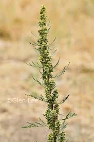 Attēlu rezultāti vaicājumam “Artemisia campestris bud”