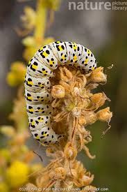 Attēlu rezultāti vaicājumam “Cucullia verbasci larva”