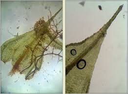 Attēlu rezultāti vaicājumam “Philonotis fontana sporophyte”