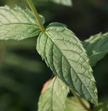 Attēlu rezultāti vaicājumam “Mentha spicata leaf”