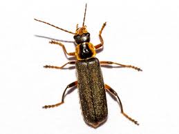 Attēlu rezultāti vaicājumam “Cantharis nigricans”