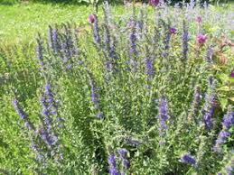 Image result for Hyssopus officinalis