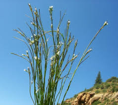 Attēlu rezultāti vaicājumam “Arabis glabra”