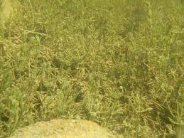 Attēlu rezultāti vaicājumam “Chara hispida”