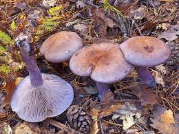 Attēlu rezultāti vaicājumam “Lepista nuda”