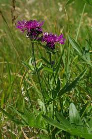 Attēlu rezultāti vaicājumam “Centaurea scabiosa”