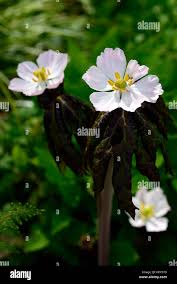 Attēlu rezultāti vaicājumam “Podophyllum hexandrum flower”