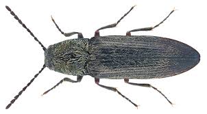 Attēlu rezultāti vaicājumam “Cidnopus aeruginosus”