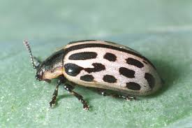 Attēlu rezultāti vaicājumam “Chrysomela vigintipunctata”