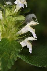 Attēlu rezultāti vaicājumam “Galeopsis bifida flower”