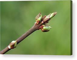 Attēlu rezultāti vaicājumam “Euonymus europaeus bud”