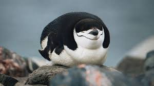 Image result for penguin
