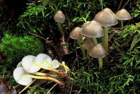 Attēlu rezultāti vaicājumam “Mycena viscosa”