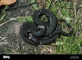 Attēlu rezultāti vaicājumam “Natrix natrix adult”