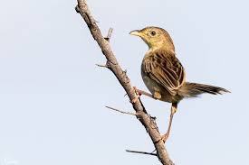 Image result for Cisticola juncidis