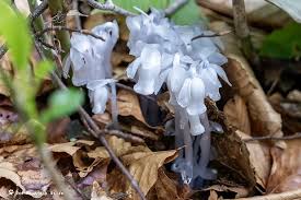 Image result for ギンリョウソウ