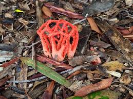 Attēlu rezultāti vaicājumam “Rosellinia desmazieri spores”