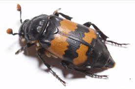 Attēlu rezultāti vaicājumam “Nicrophorus investigator imago”